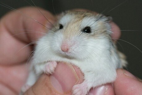 thumbimg