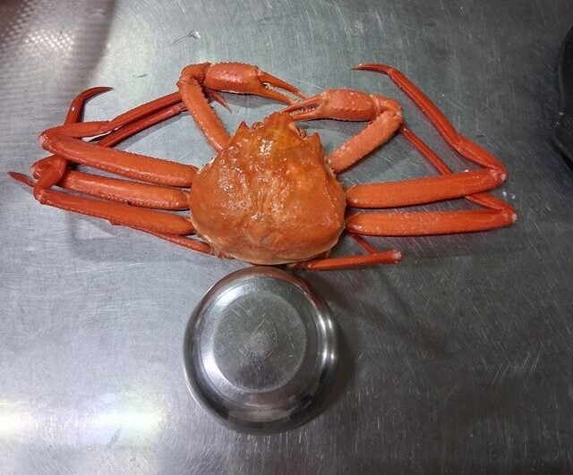 “속초분들 정신 차리세요”…홍게 4마...