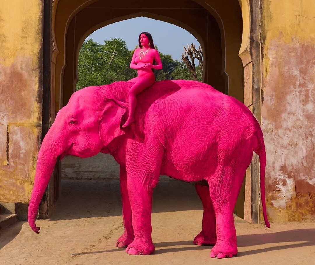 사진촬영위해 코끼리 분홍색으로 색칠,...